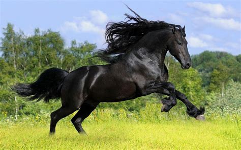 Black Horse™ 